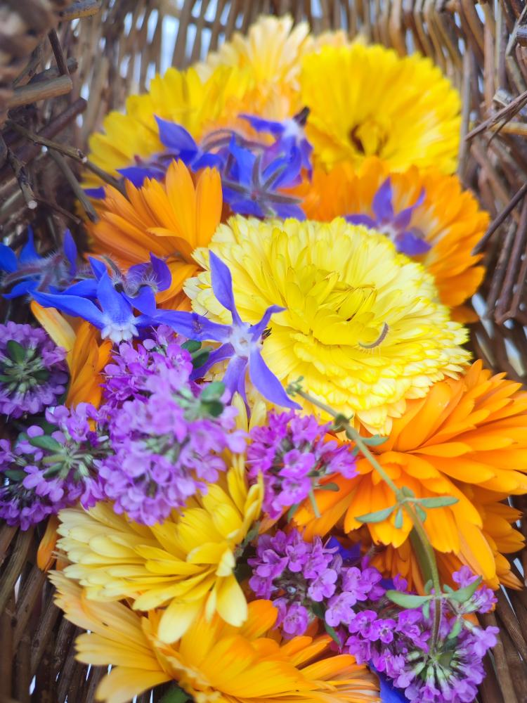 CECAS: Explore Wild Foods: Foraging and Fermentation&nbsp;Workshop